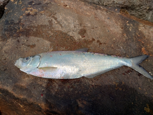 ヒラの釣果