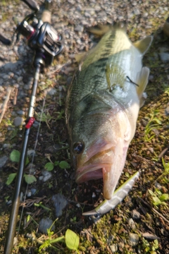 ラージマウスバスの釣果