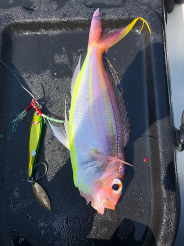 イトヨリダイの釣果