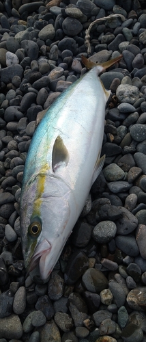 イナダの釣果