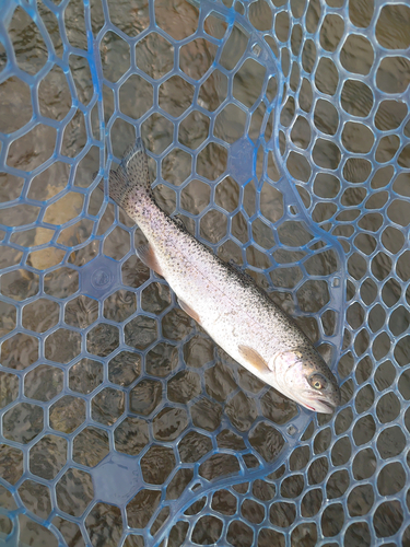 ニジマスの釣果