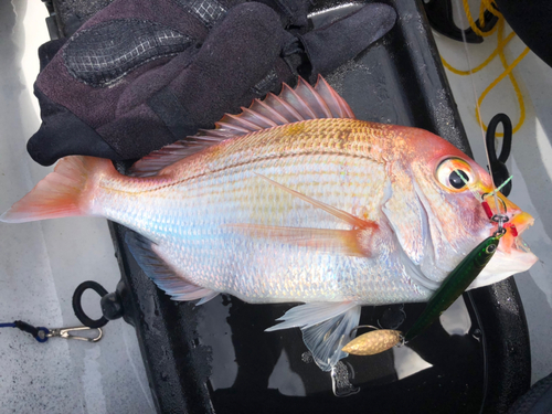 レンコダイの釣果