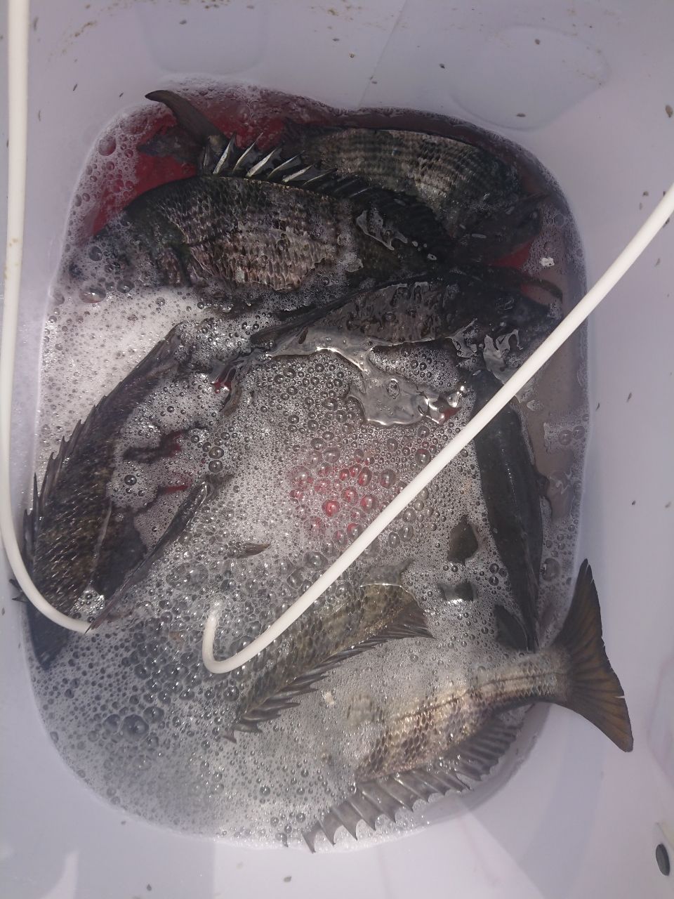 Y. HARUさんの釣果 1枚目の画像