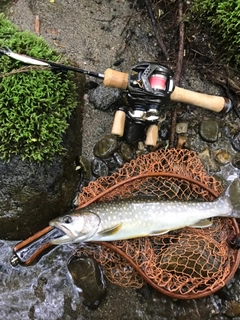 イワナの釣果