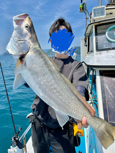 オオニベの釣果