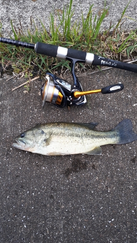 ラージマウスバスの釣果