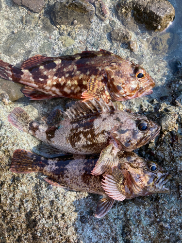 カサゴの釣果