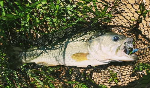 ブラックバスの釣果