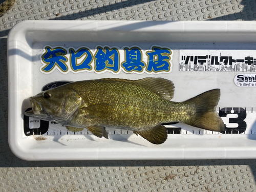 スモールマウスバスの釣果