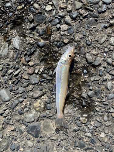 キスの釣果