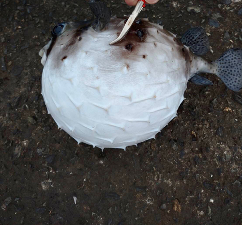 イシガキフグの釣果