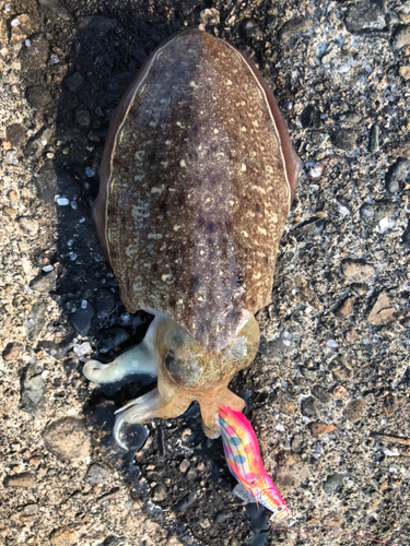 コウイカの釣果