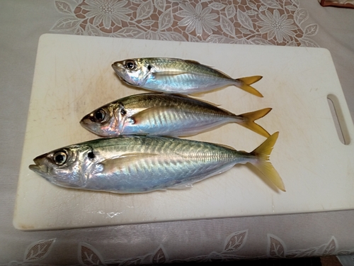 マアジの釣果