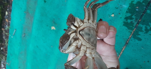 カニの釣果