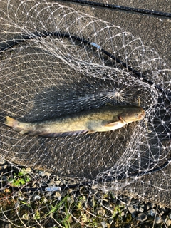 ナマズの釣果