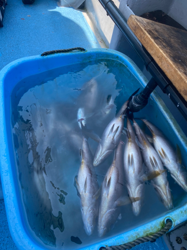 イサキの釣果