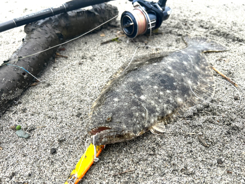 ヒラメの釣果