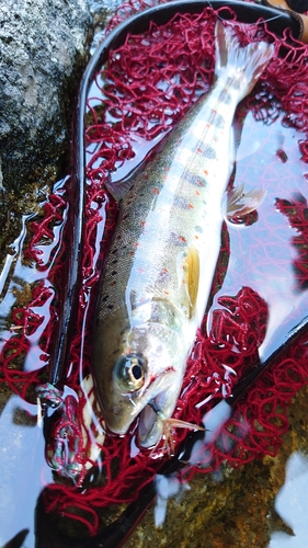 アマゴの釣果