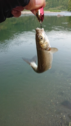 ウグイの釣果