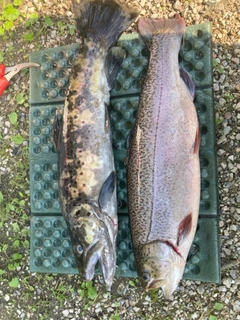 ブラウントラウトの釣果