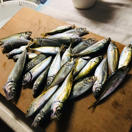 アジの釣果