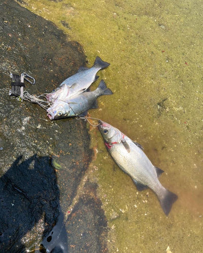 ヒラスズキの釣果