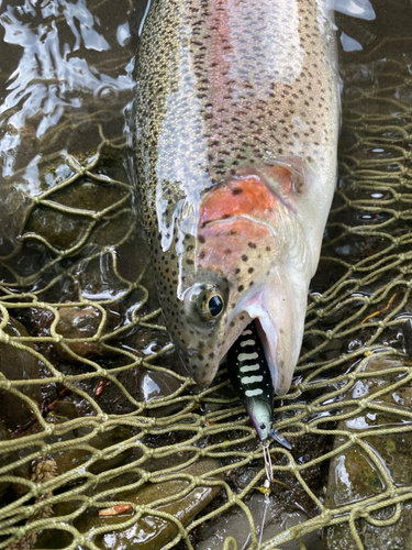 ニジマスの釣果