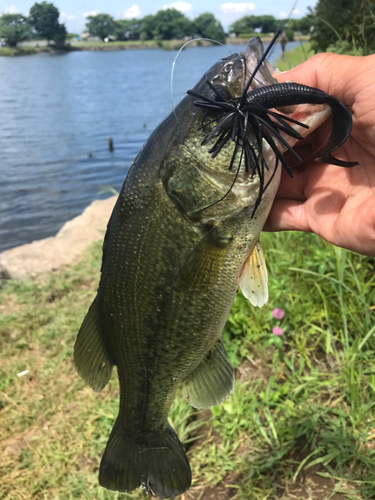 ラージマウスバスの釣果