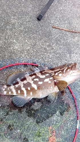 クエの釣果