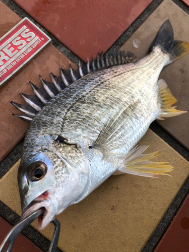 キビレの釣果