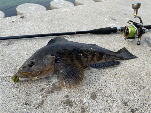 アイナメの釣果