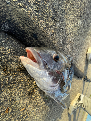 チヌの釣果