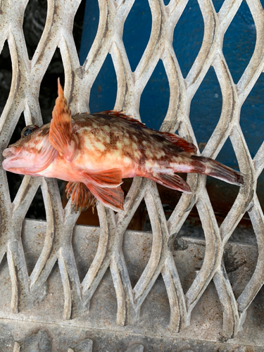 カサゴの釣果