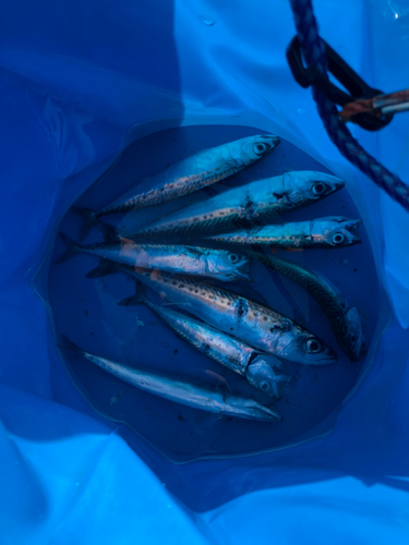 マサバの釣果