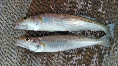 シロギスの釣果