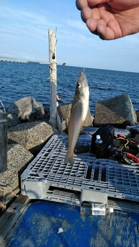 シロギスの釣果