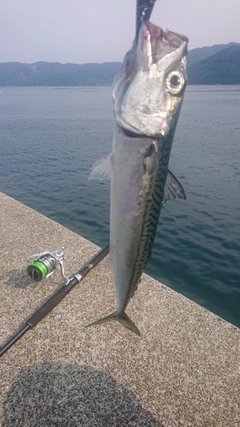 サバの釣果