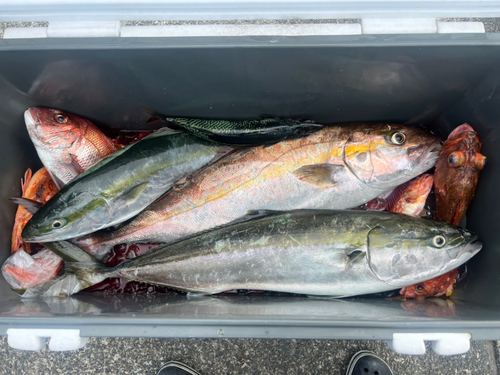 カンパチの釣果