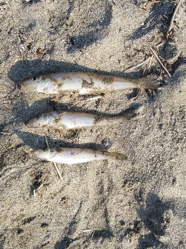 シロギスの釣果