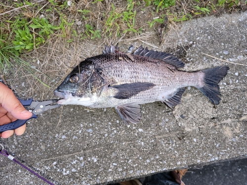 チヌの釣果