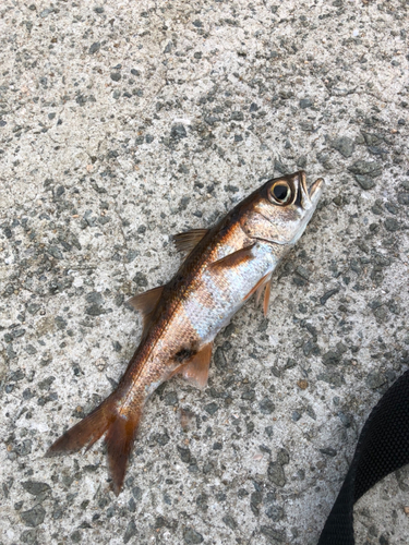 クロムツの釣果