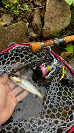 ブラウントラウトの釣果