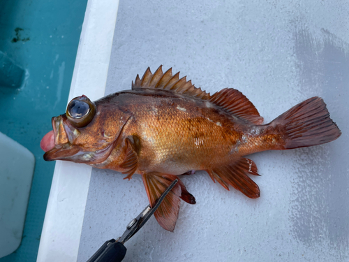 クロメバルの釣果