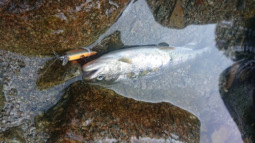 アマゴの釣果