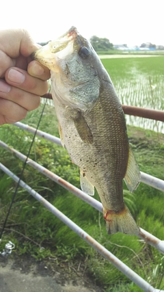 ラージマウスバスの釣果