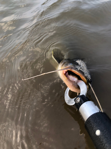 ナマズの釣果