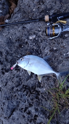 メッキの釣果