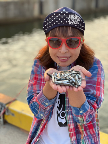 カタクチイワシの釣果