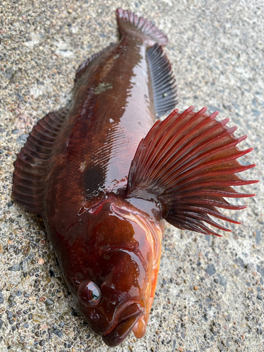 アイナメの釣果