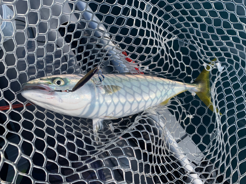 ハマチの釣果